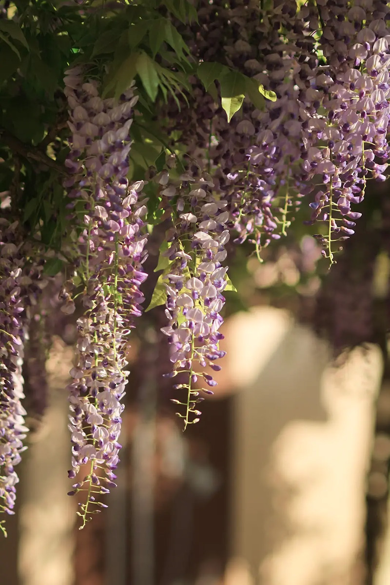 Notre glycine qui protège la terrasse