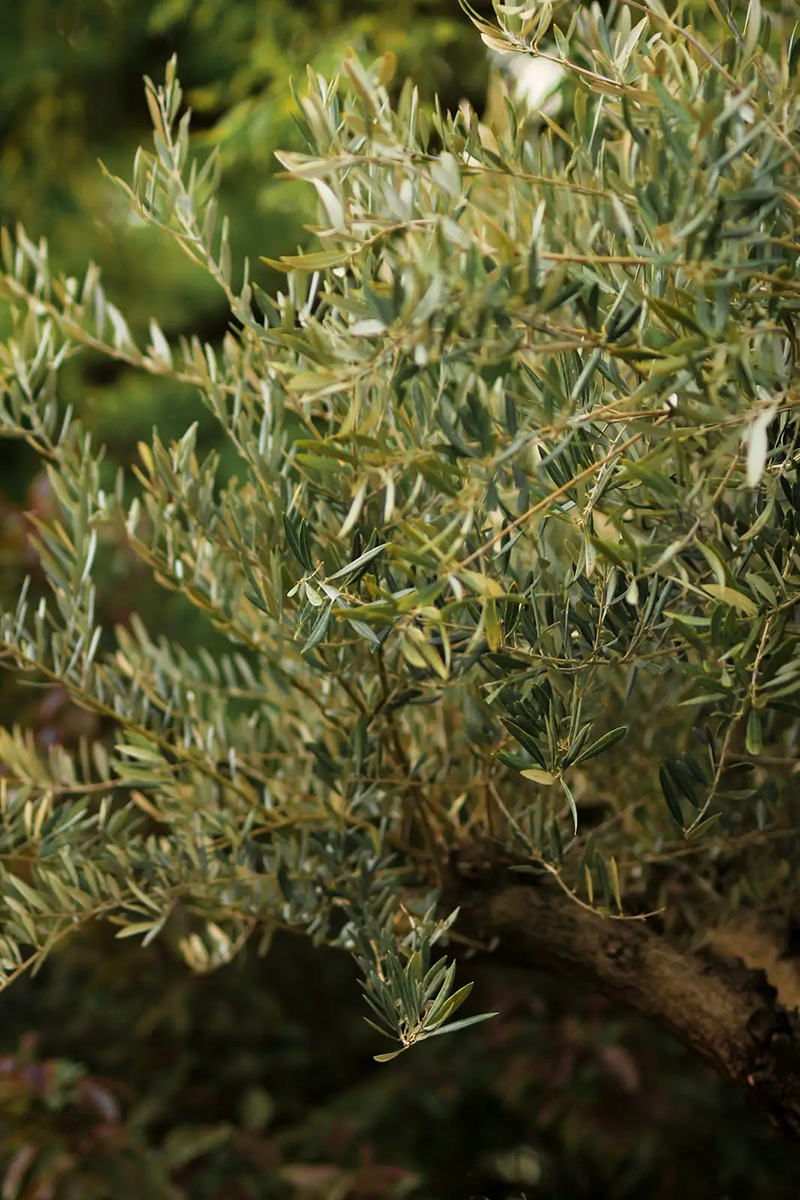 Vue sur les jardins en terrasse