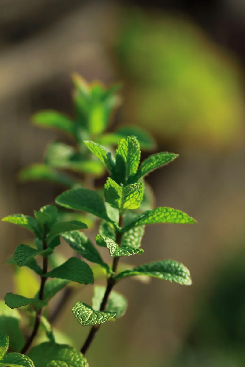 Vue sur les jardins en terrasse