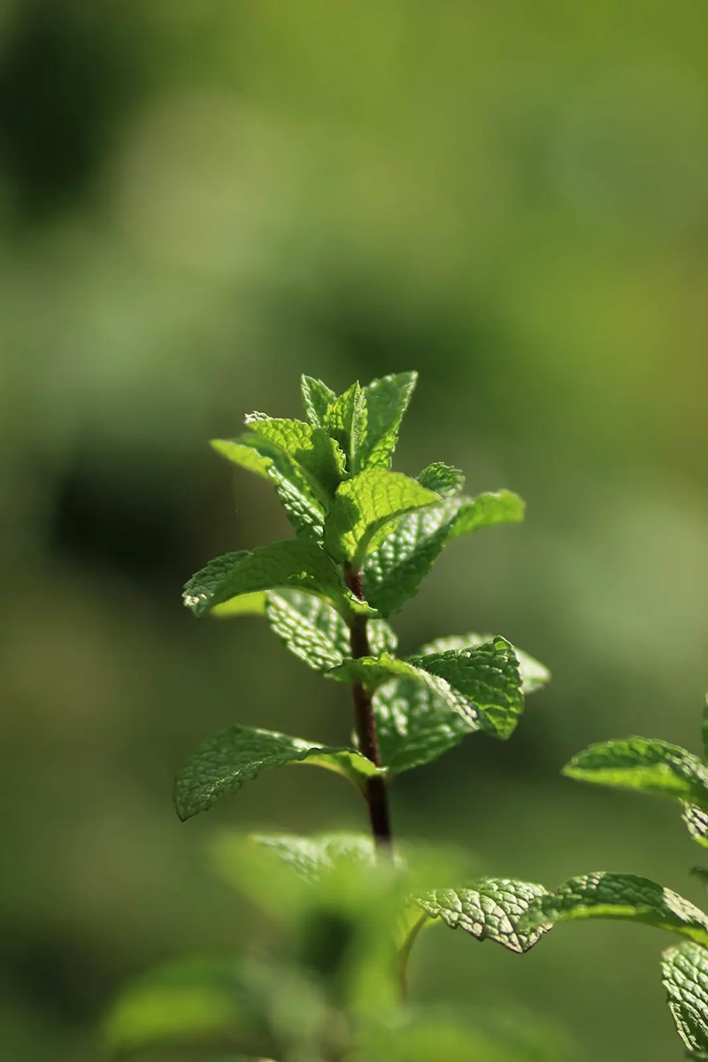 Vue sur les jardins en terrasse